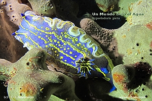 nudi